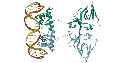 Different Bacterial Genes Have Different Turn-Ons